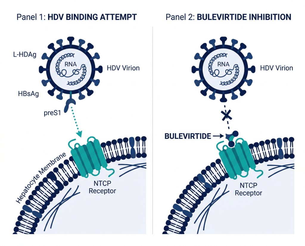 Illustration of Hepcludex mechanism of action