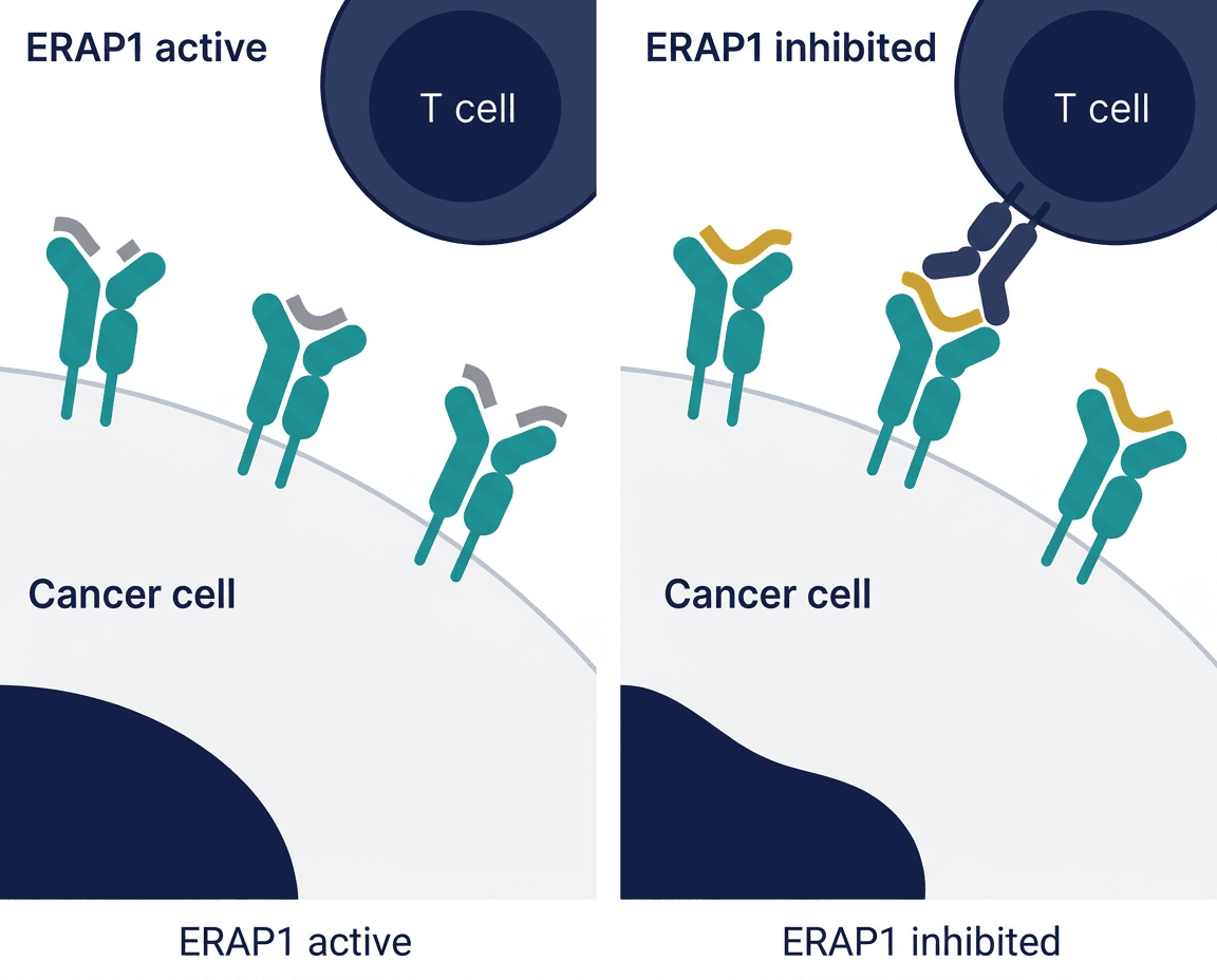 Immunotherapy Stopped Working. A New Drug Is Teaching Cancer Cells to Stop Hiding. Here Is What the EMITT-1 Trial Data Shows.